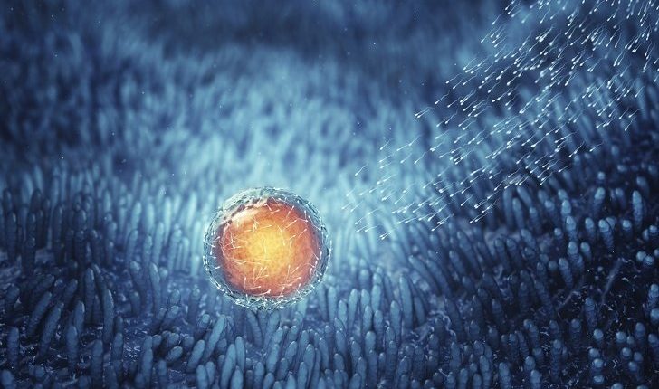 яйцеклітина