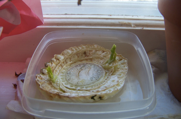 Вирощуємо всю зелень на підвіконні: магазин не потрібен