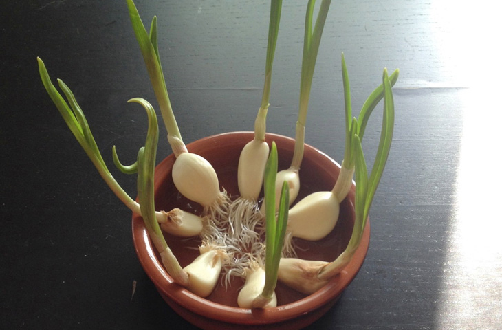 Вирощуємо всю зелень на підвіконні: магазин не потрібен