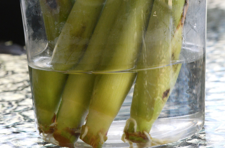 Вирощуємо всю зелень на підвіконні: магазин не потрібен