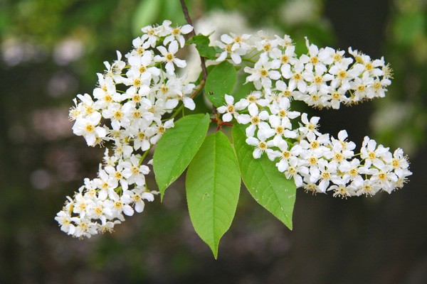 Черемха звичайна