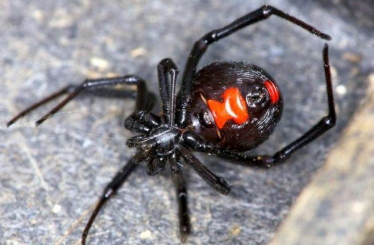 Павук «Чорна вдова»