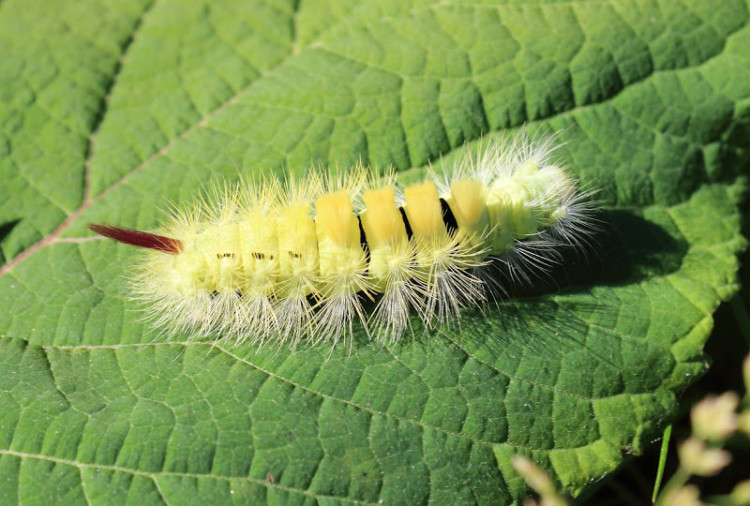 Пухнаста гусениця