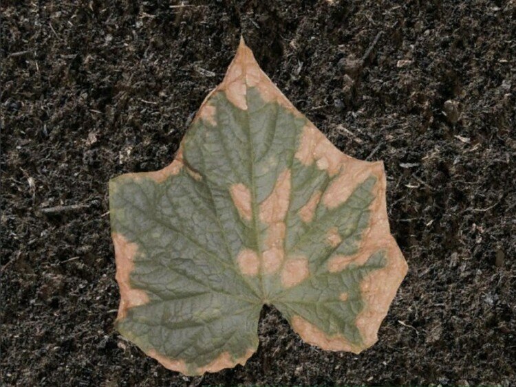 Бурі плями на листі