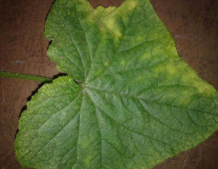 Пожовкле листя