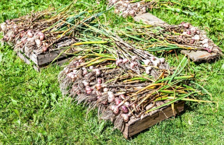 сушити часник