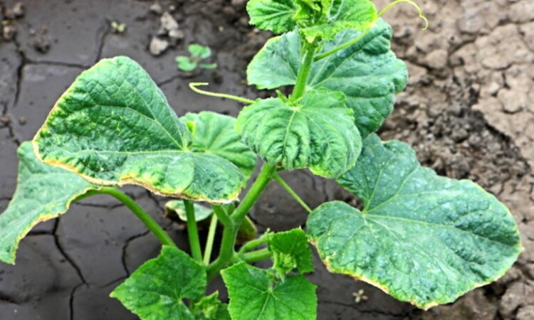 Темно-зелене листя зі світлими краями