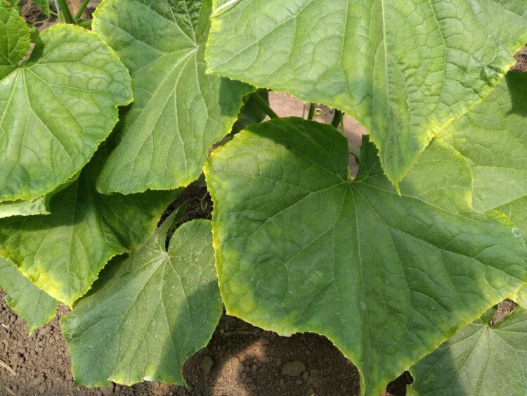 Зелене листя з жовтою облямівкою