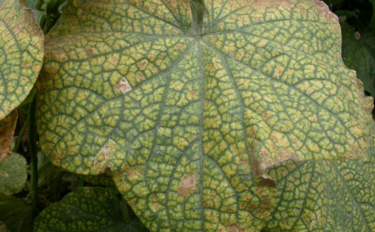 Зелений візерунок на жовтому фоні