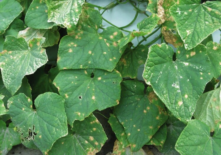 Жовто-коричневі плями на листі