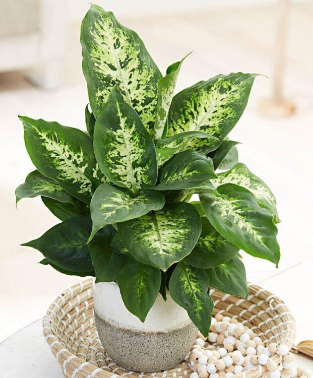 дифенбахія