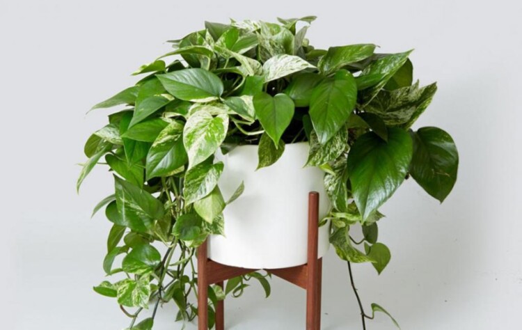 Епіпремнум золотистий