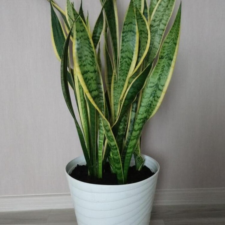 Сансев’єрія