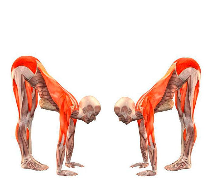 вправа 1 для щитовидки