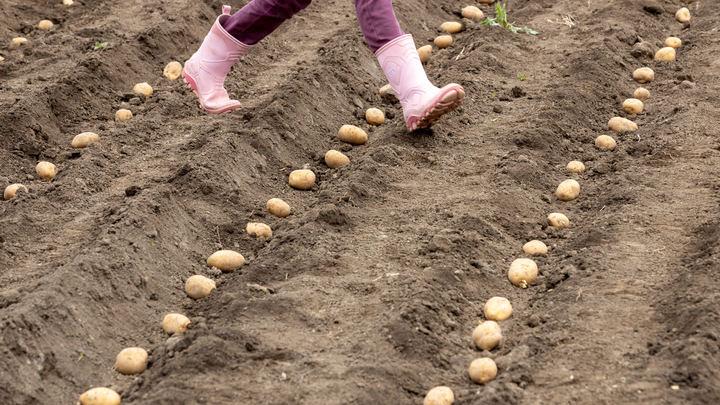 Як правильно посадити картоплю на зиму, щоб тримати гарний урожай ранньою весною